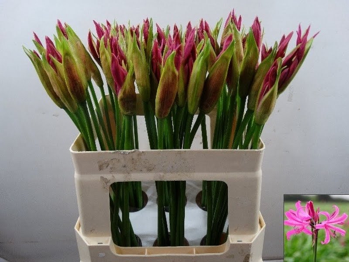 <h4>Nerine Favoriet MM Duijn</h4>