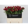 Paeonia Paul M. Wild