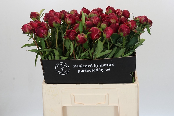 Paeonia Paul M. Wild