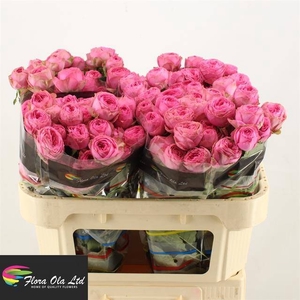 R Tr Giselle Flora Ola