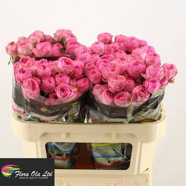 <h4>R Tr Giselle Flora Ola</h4>