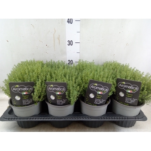 Thymus vulgaris 'Compactus'