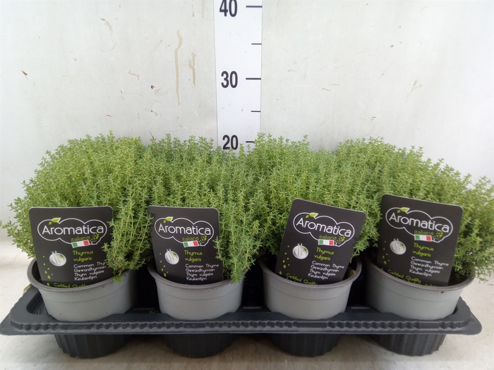 <h4>Thymus vulgaris 'Compactus'</h4>