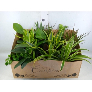 Planten Groen   ...mix 12