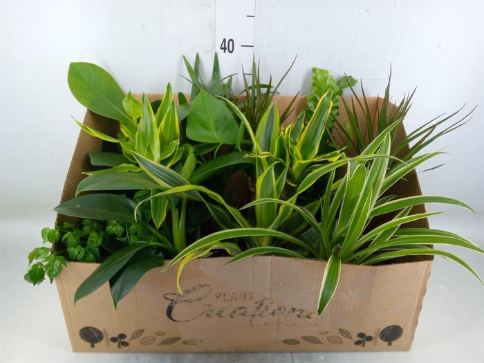 <h4>Planten Groen   ...mix 12</h4>