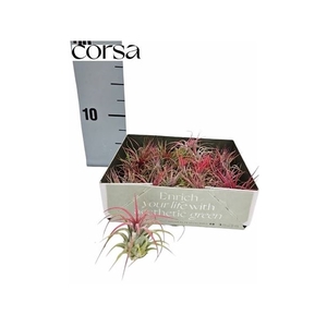 Tillandsia Air Mix