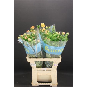 Ran Butterfly Eris 60cm