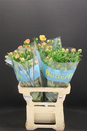 <h4>Ran Butterfly Eris 60cm</h4>