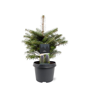 Abies koreana