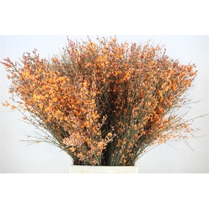 Ginster 300gr Orange P Bunch