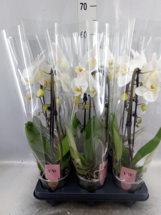 <h4>Phalaenopsis  'Elegant Cascade'</h4>