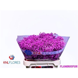 Gyps Klb H% Flamingofun