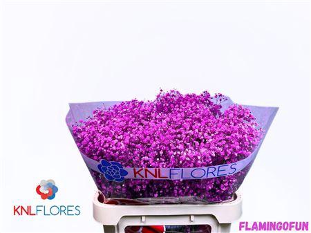 <h4>Gyps Klb H% Flamingofun</h4>