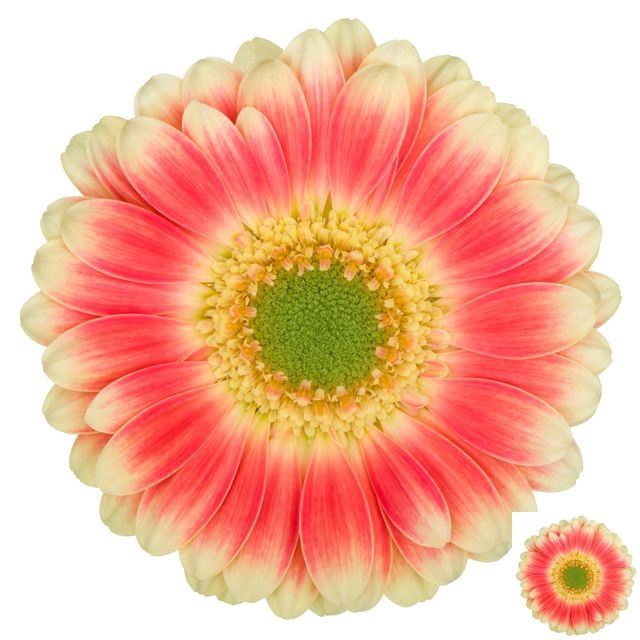 <h4>GERBERA MI 'TOMPOUCE'</h4>