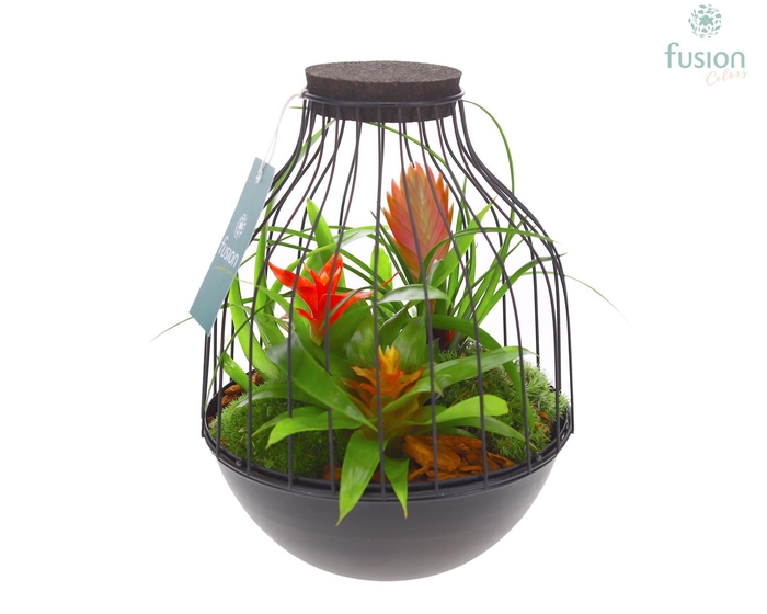 <h4>Vogelkooi metaal zwart Medium met Bromelia</h4>