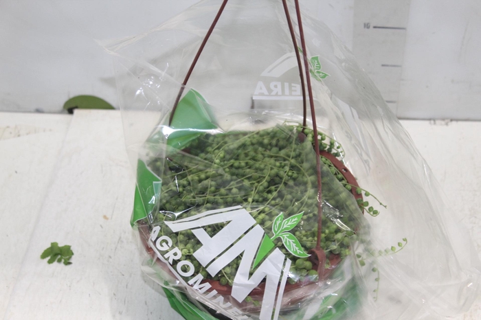 <h4>ROSARIO C21 PO</h4>