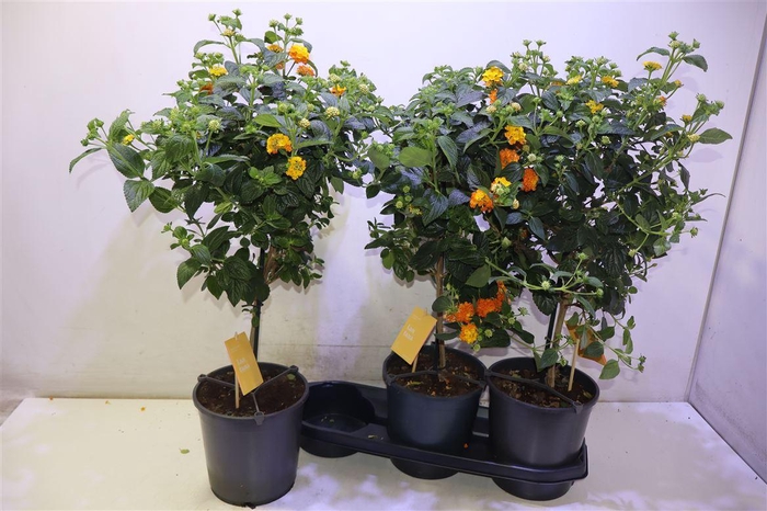 <h4>arr8 Lant Cam Sim Orange</h4>