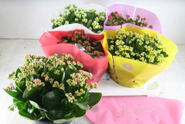 <h4>KAL GE GEM 5 KL</h4>