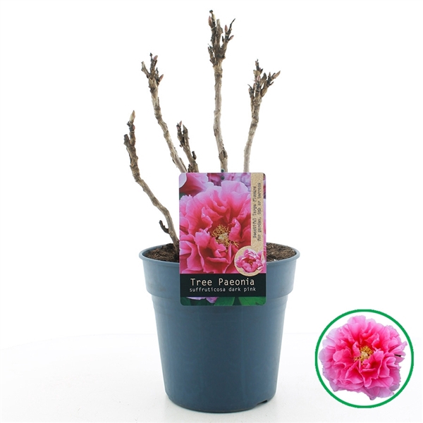 <h4>Paeonia suffruticosa donker Roze C6 (24cm.)</h4>