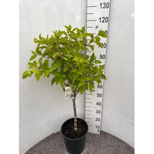 HYDR PANICULATA