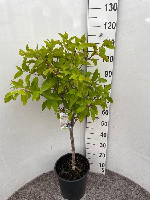 <h4>HYDR PANICULATA</h4>