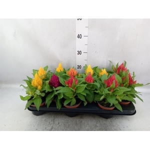 Celosia arg. PL   ...