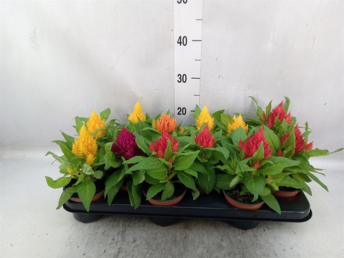 Celosia arg. PL   ...