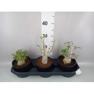 Adenium NB 'Ansu Baobab'