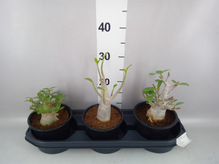 <h4>Adenium NB 'Ansu Baobab'</h4>
