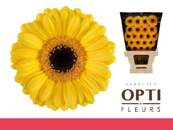 <h4>GE MI DELMONTE-Diamond*20</h4>