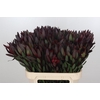 Leucadendron Saf Sunset Dark R.