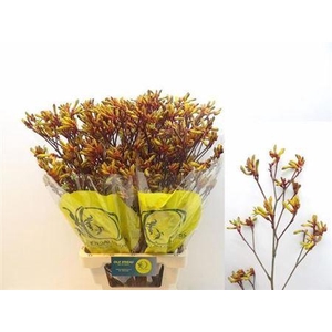 Anigozanthos Orange Velvet