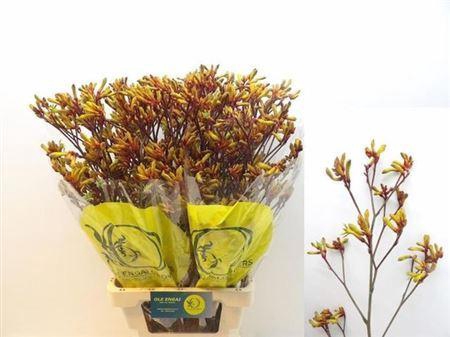 <h4>Anigozanthos Orange Velvet</h4>