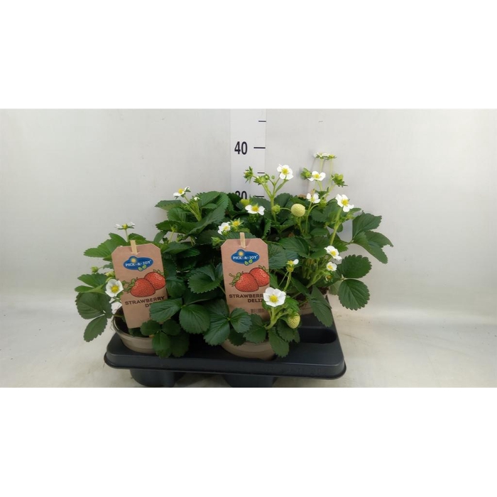 <h4>Fragaria   ...</h4>