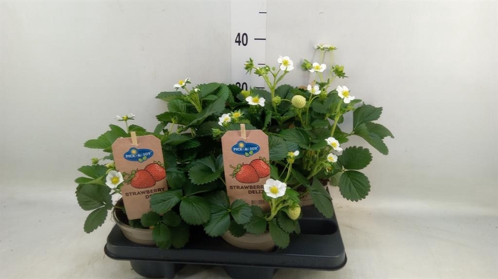 <h4>Fragaria   ...</h4>