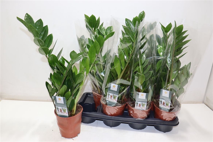 <h4>arr8 Zamioculcas Zamiifol</h4>