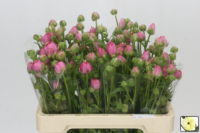 <h4>RAN N MODERNA DOLCE</h4>