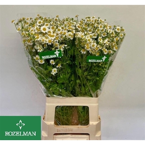 TANA PA SINGLE VEGMO