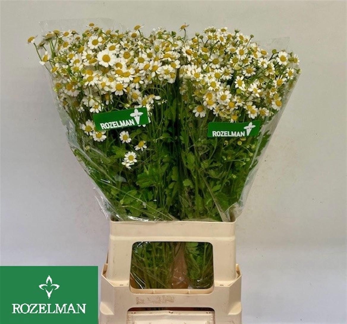 <h4>TANA PA SINGLE VEGMO</h4>