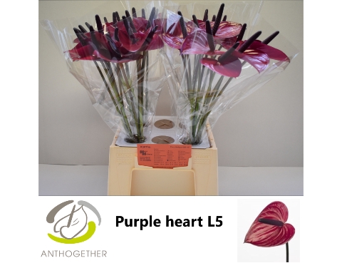 <h4>ANTH A PURPLE HEART 40 water L3.5</h4>
