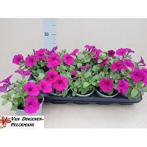 PET PURPLE SURFI