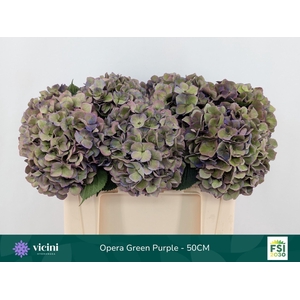 Hydrangea  'Royal Opera'   CL