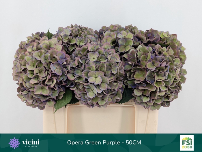 <h4>Hydrangea  'Royal Opera'   CL</h4>