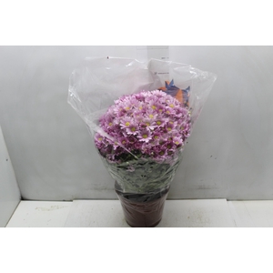 CRISANTEMO BOLA BELGA P20 ROSA