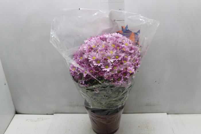 <h4>CRISANTEMO BOLA BELGA P20 ROSA</h4>