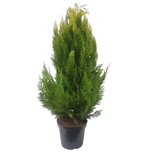 Chamaecyparis law. Ivonne, plantmaat 120-140 cm - Rondgestoken -