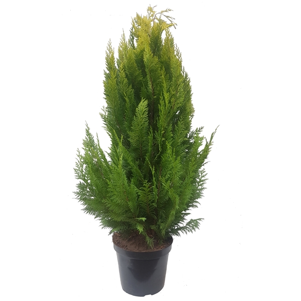 <h4>Chamaecyparis law. Ivonne, plantmaat 120-140 cm - Rondgestoken -</h4>