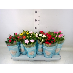 Rosa  'Beau Monde'   ...mix 7