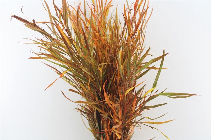 <h4>Grevillea Deluxe</h4>