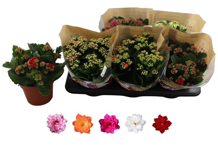 <h4>KAL GE RO GEM 5 KL</h4>